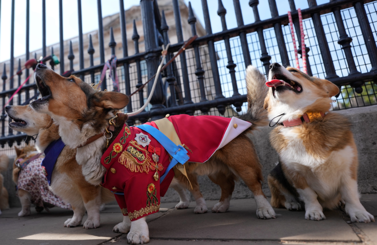 Hunde bei der Corgi-Parade für die Queen