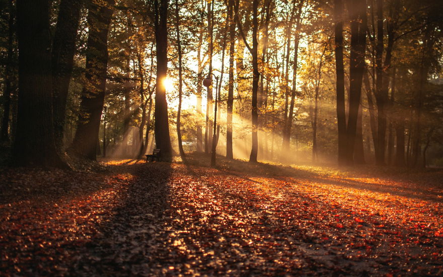 Herbstwald zur Tag und Nachtgleiche