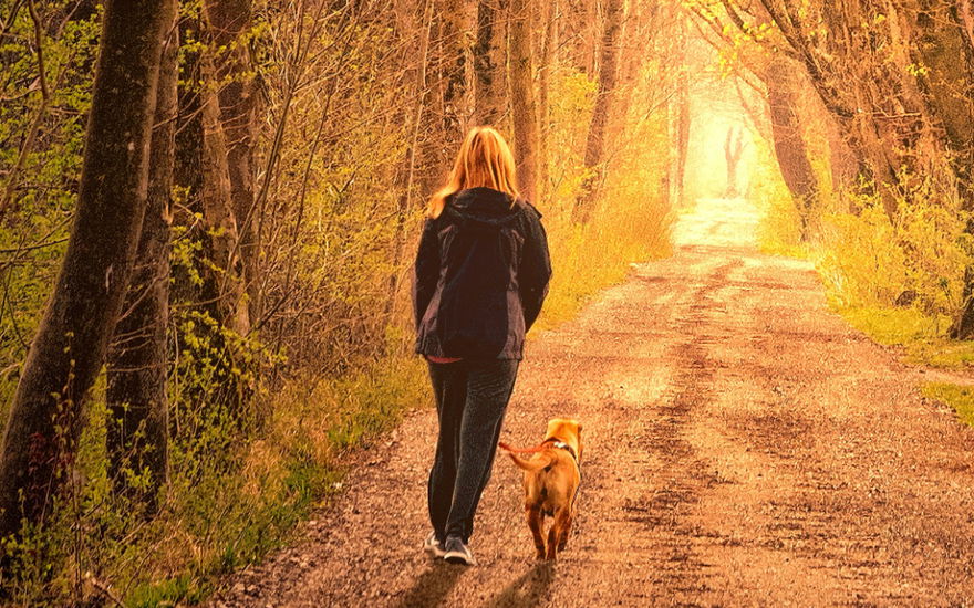 frau geht mit hund im wald spazieren
