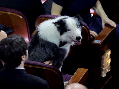 Oscars 2024: Ein Hund im Publikum! "Messi" stahl allen die Show