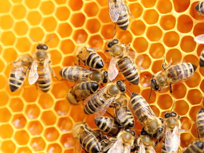 Manuka: Der Star aus der Bienen-Apotheke
