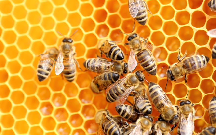 Bienen Manuka-Honig