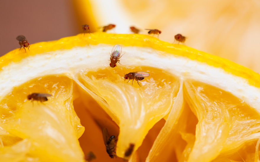 Obstfliegen