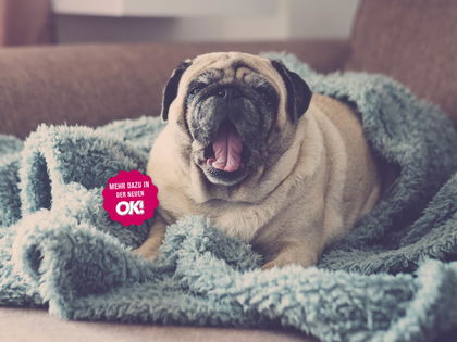 Lästige Tierhaare? – Nicht mit uns! Das sind die 3 besten Tipps