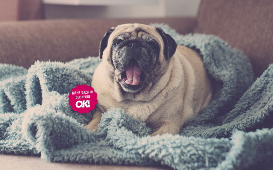 mops in decke auf sofa