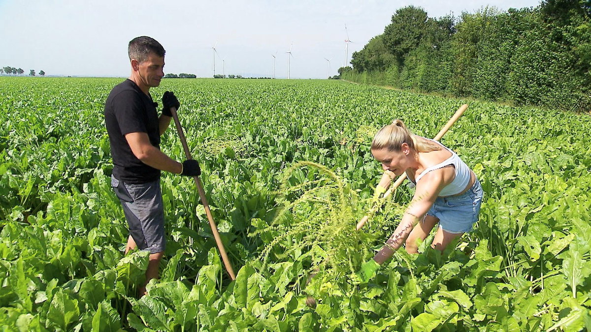 "Bauer sucht Frau" 2024 Folge 5: Rebecca und Martin auf dem Feld