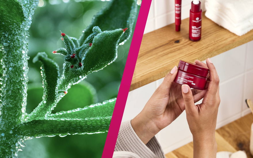 Eiskraut und passende Produkte von Yves Rocher