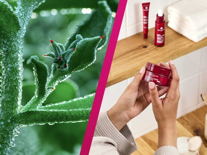 Neuer Anti-Aging-Wirkstoff: Eiskraut reduziert selbst tiefe Falten