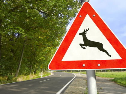 Achtung, Wildwechsel! Schutz vor Wildunfällen