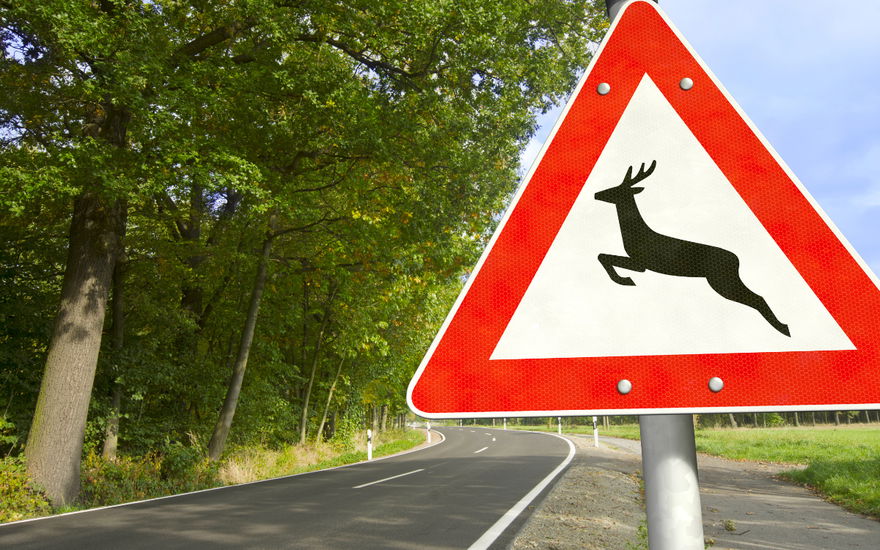 Warnschild für Wildwechsel