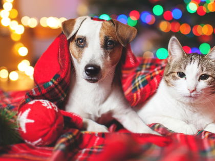Weihnachtsgeschenke für Tiere: Süße Überraschungen für Hunde, Katzen und Co.