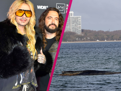 Tom & Bill Kaulitz: "Bricht mir das Herz" - Trauriges Schicksal von Ostsee-Wal Timmy berührt sie