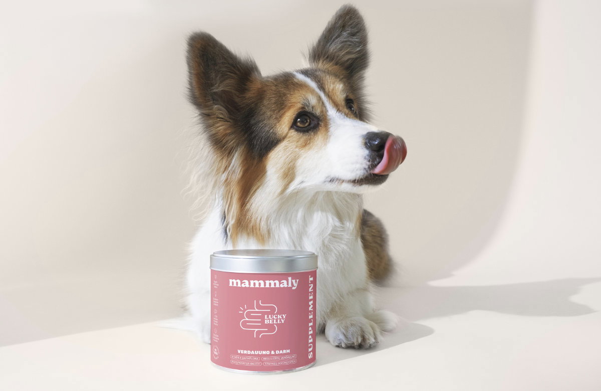 darmsnack für hunde