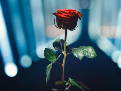 "Der Bachelor": Zoff hinter den Kulissen?