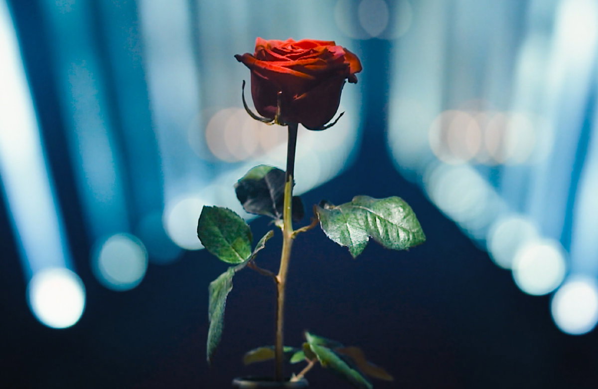 eine rote Rose