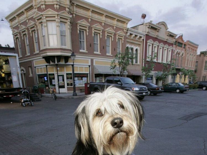 Aww! „Lorelais“ Hund Paul Anka ist zurück am „Gilmore Girls“-Set - Lauren Graham teilt süßen Schnappschuss vom Set