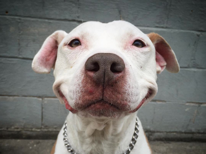 Smiling Brinks: Dieser Hund kann nicht aufhören zu lächeln  - Der Vierbeiner hat mittlerweile mehr als 34.000 Follower auf Instagram
