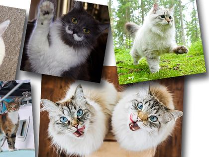 Zum Weltkatzentag: Das sind unsere 5 Lieblings-Katzen auf Instagram! - Tierisch cool, unfassbar niedlich: Diese Kittys rocken Social Media
