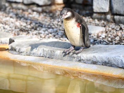 Geköpft! Gestohlener Pinguin aus Mannheimer Luisenpark tot aufgefunden - Mitarbeiter erschüttert: "Schlimmeren Ausgang hätte der Vorfall nicht nehmen können"