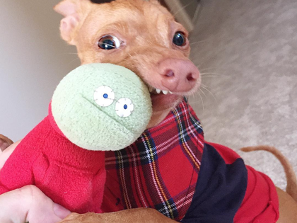 Mehr Likes als mancher Star: Dieser Hund erobert das Netz! - Kaum zu glauben aber dieses Tier mit Überbiss ist ein Klick-Hit