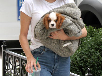 Selena Gomez & The Weeknd: Mega-Zoff um Hund Charlie - Will der Sänger seiner Ex den geliebten Hundewelpen wegnehmen?
