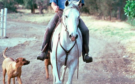 Patrick Swayze: Letzte Ruhe auf seiner Ranch - Seine Asche soll auf seiner Farm verstreut werden